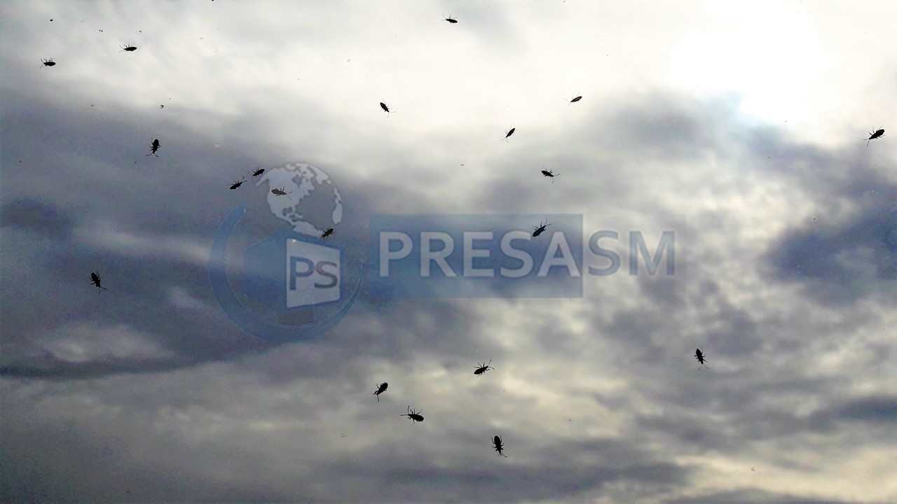 FOTOGALERIE. Sătmărenii se plâng de o nouă invazie de insecte