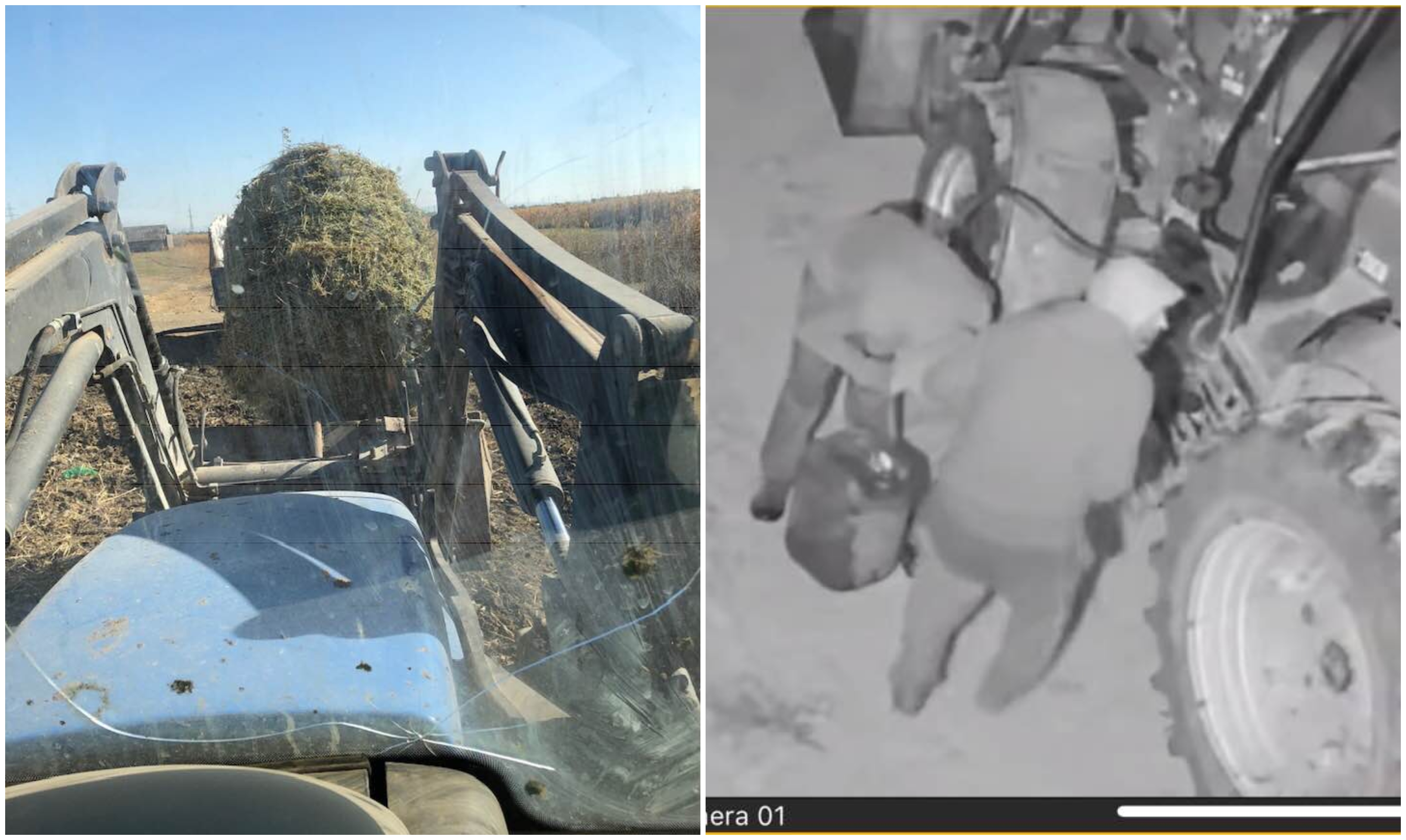 FOTOGALERIE. Se fură orice în județ! Fermierii amenință hoții cu linșarea