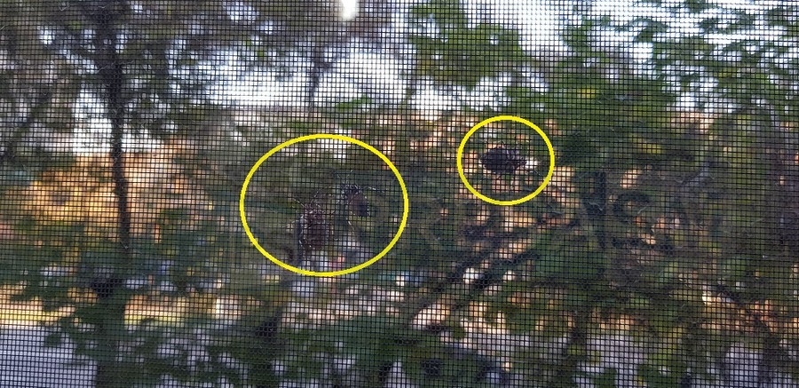 FOTO. După invazia de insecte, Primăria anunță măsuri