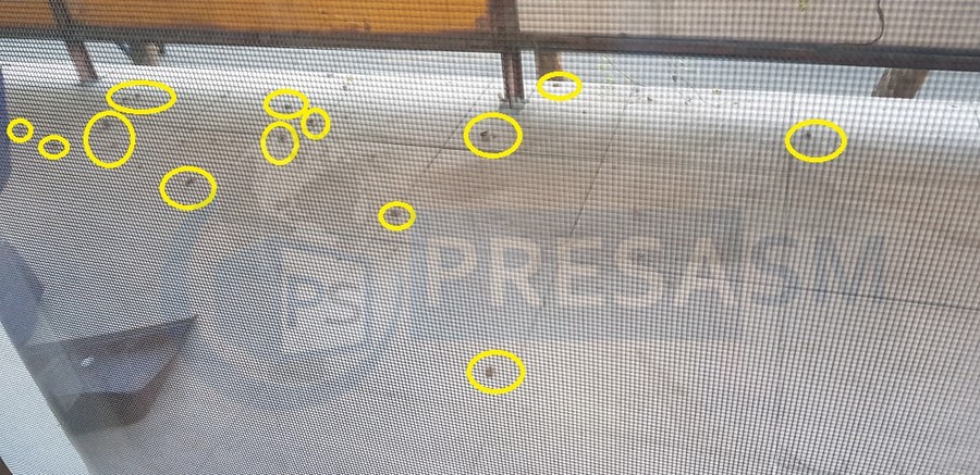 FOTO/VIDEO. Cât de nocivi sunt gândacii urât mirositori care au invadat Sătmarul