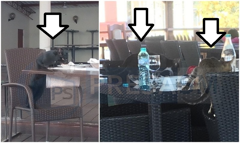 FOTOGALERIE. Pisici la meniul zilei la terasele unor restaurante din județ