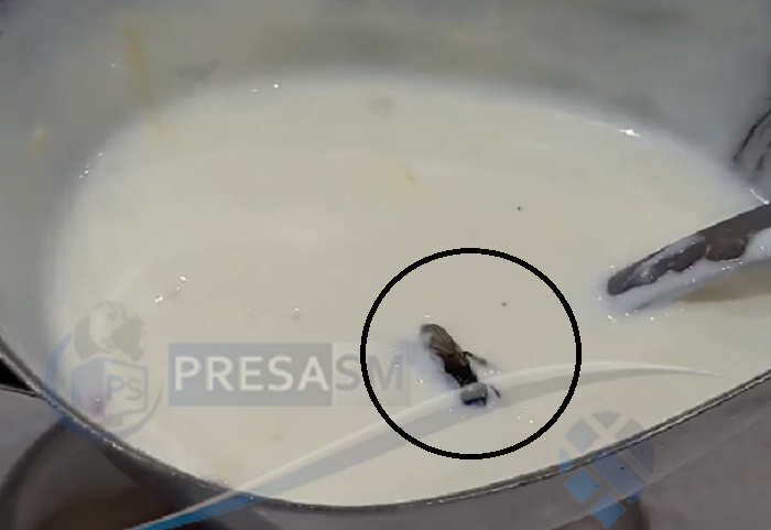 VIDEO. Sos alb cu insecte la o pizzerie din centrul Sătmarului. Înoată cu grație