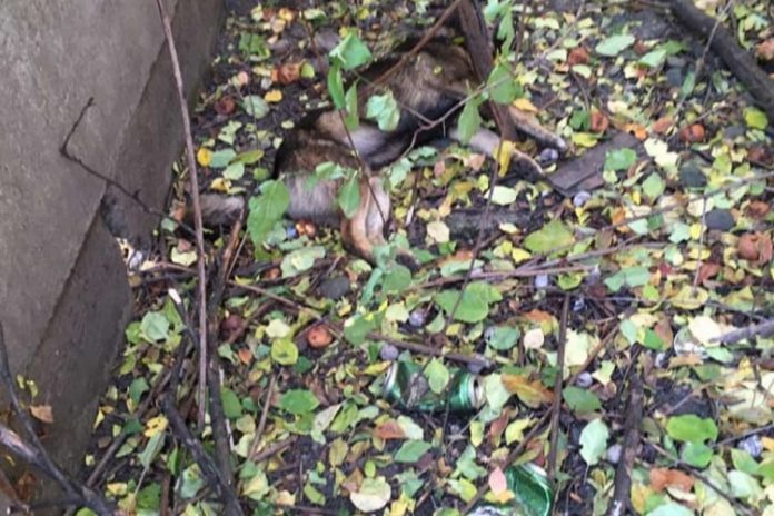 FOTO. Câini otrăviți în curtea Poliției de Frontieră. Răzbunare în stil mafiot?!