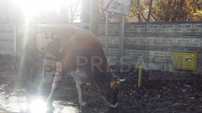 FOTO. Sătmarul minunilor! O vacă se plimbă de câteva zile prin Satu Mare. Printre mașini și pietoni