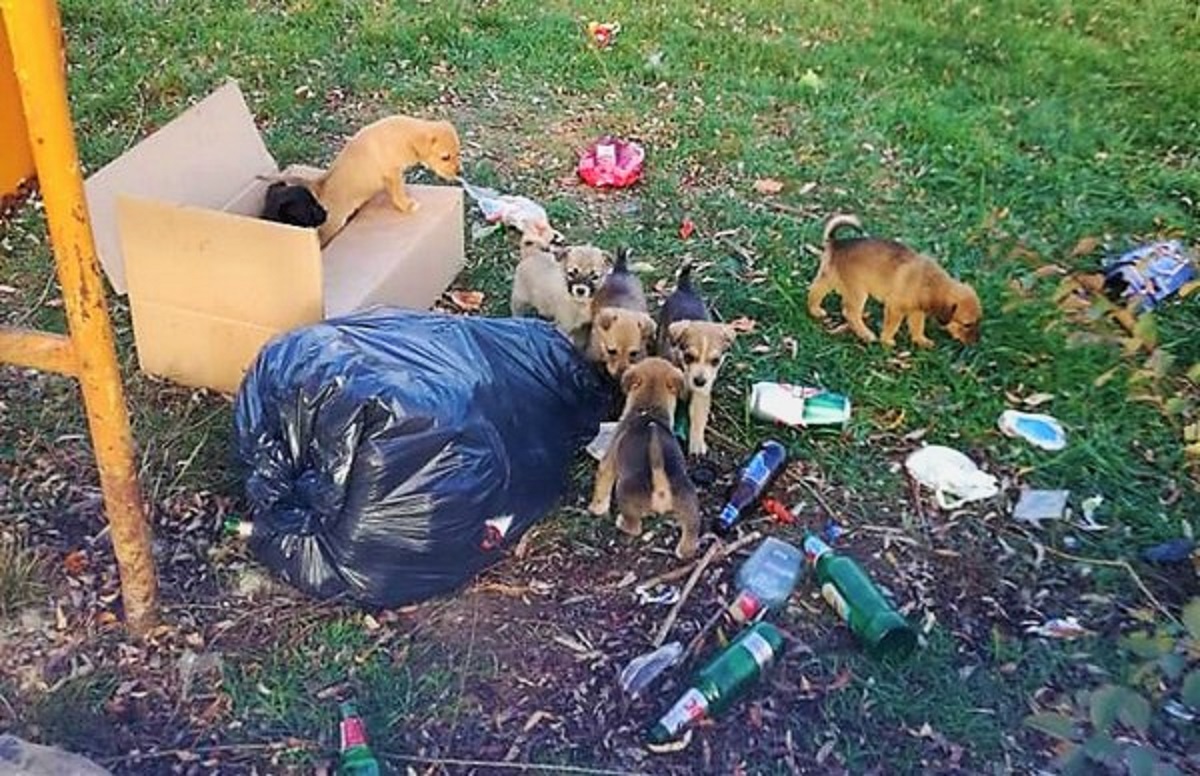 Iubitorii de animale, apel către sătmăreni: Raportați cazurile de abandon