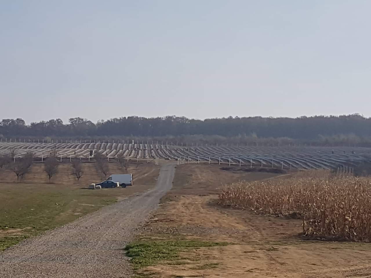 FOTO. Plantații uriașe de afine în județ! Investiție de milioane de euro