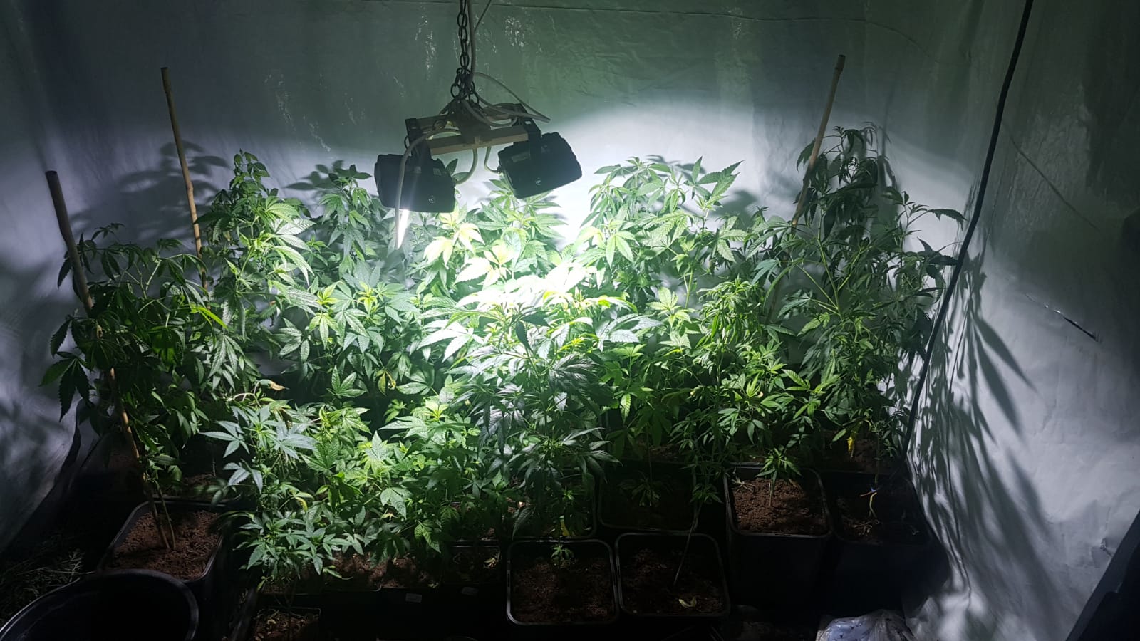 FOTOGALERIE. Cum se cultivă cannabis-ul în apartament. Caz descoperit de DIICOT