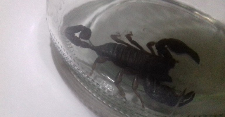 FOTO. INCREDIBIL. O sătmăreancă s-a trezit în casă cu un scorpion!