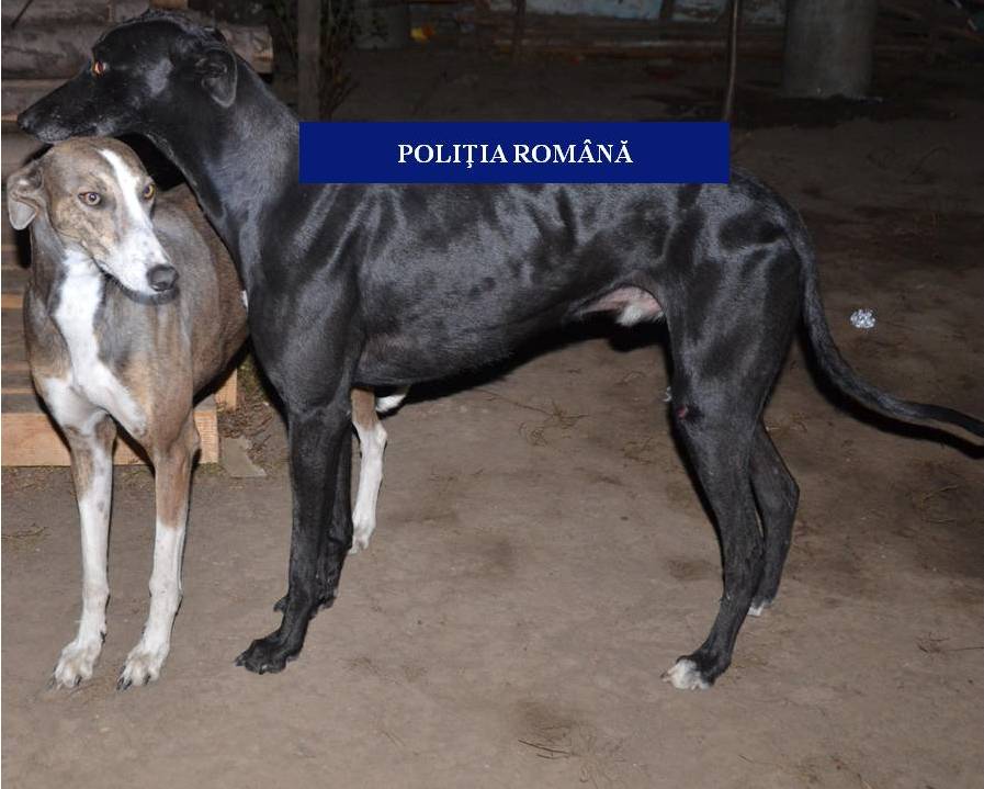 Un careian și-a luat câinii și a mers în pădure. Ce a făcut acolo i-a adus un dosar penal