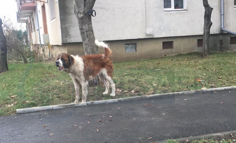 FOTO. Un câine a atacat și mușcat alți câini și oameni în Carpați II. A intervenit Poliția
