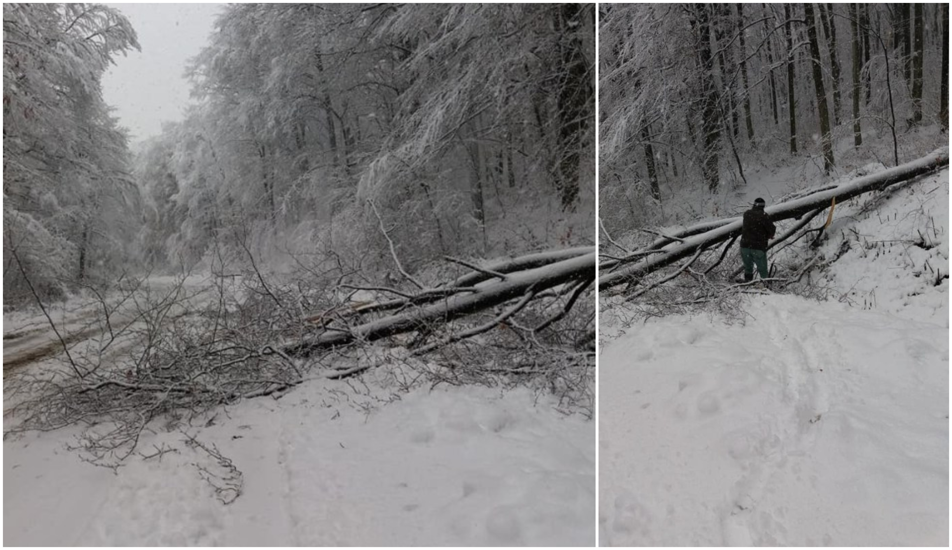 FOTO. Drum județean blocat! Copaci căzuți pe șosea. Probleme cu deszăpezirea