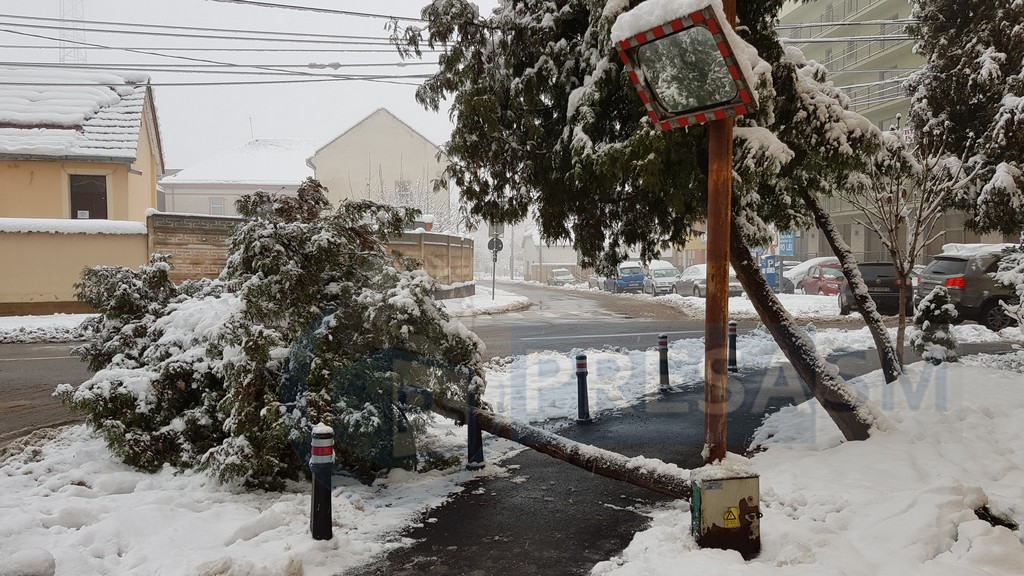 FOTOGALERIE. Copac căzut pe șosea în centrul Sătmarului. Pericol în lanț