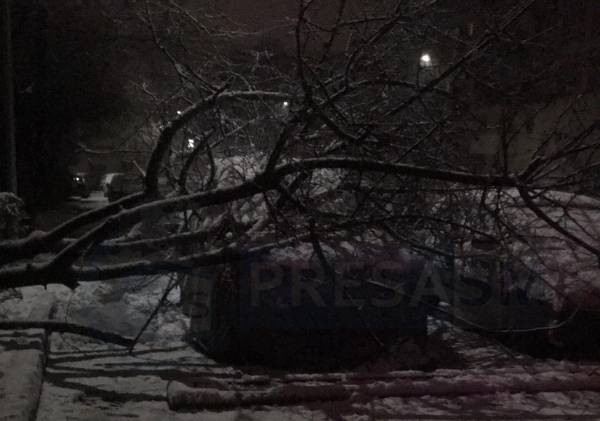 FOTO. Copac căzut peste mașini în Cartierul Micro 16. Intervin pompierii