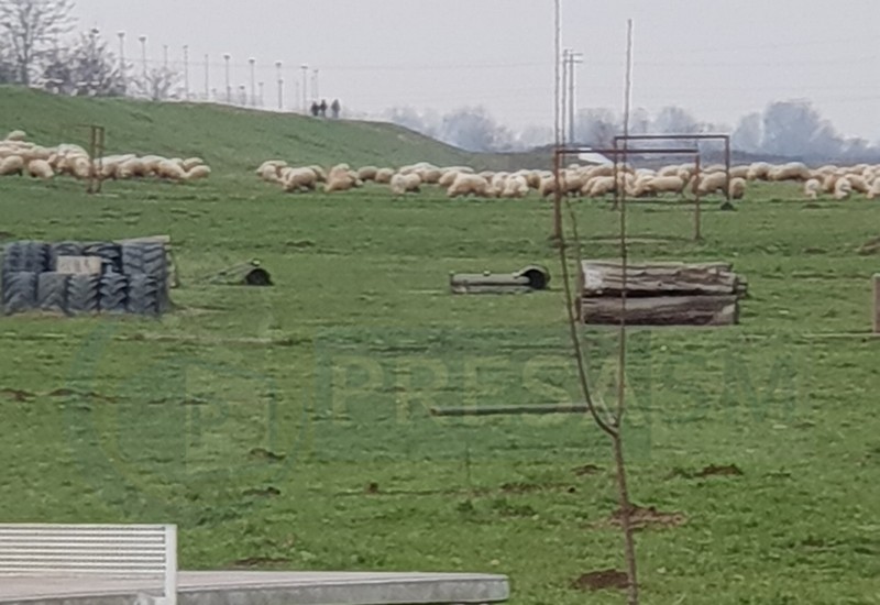 FOTOGALERIE. La picnic, cu oile. Poliția Locală a reacționat - UPDATE