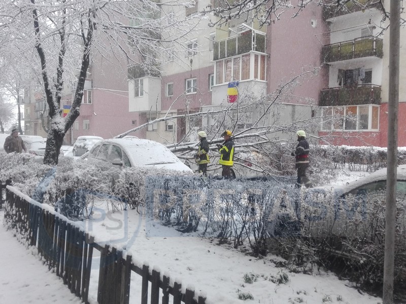 FOTO/VIDEO. Copaci căzuți peste mai multe mașini în Satu Mare. Au rupt și fire de electricitate
