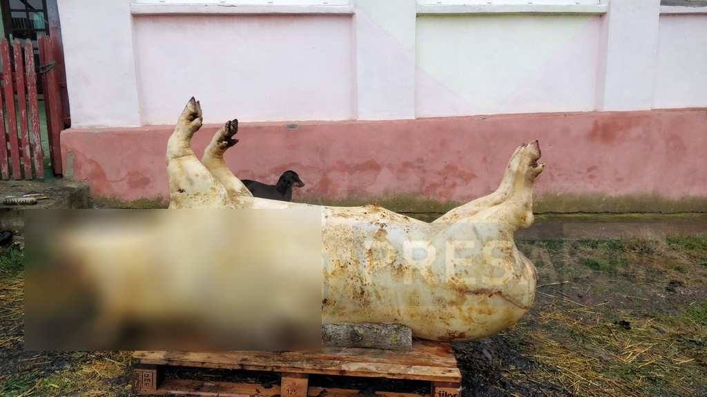 FOTO. Mândria gospodarilor. Porc de 365 kg, sacrificat pentru Crăciun la Satu Mare