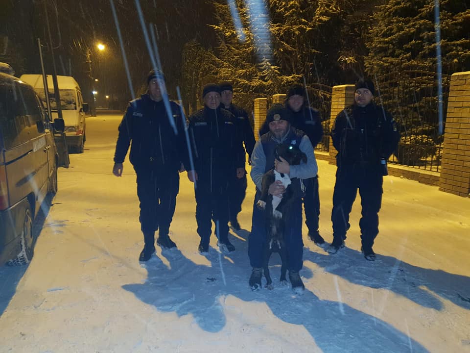 FOTO. Câine aparent agresiv, ”capturat” de ”mascații” de la Jandarmeria Satu Mare
