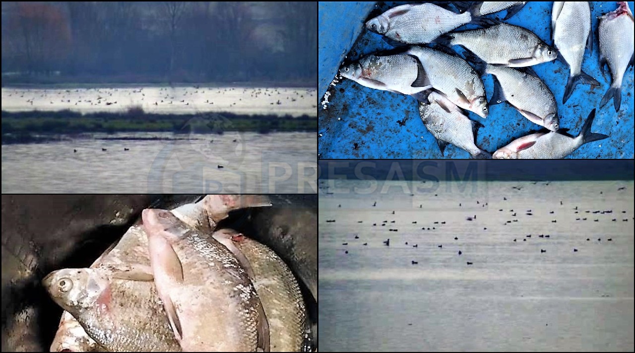 FOTO/VIDEO. Cormoranii fac ravagii în județul Satu Mare! Tone de pește, devorate de mii de păsări