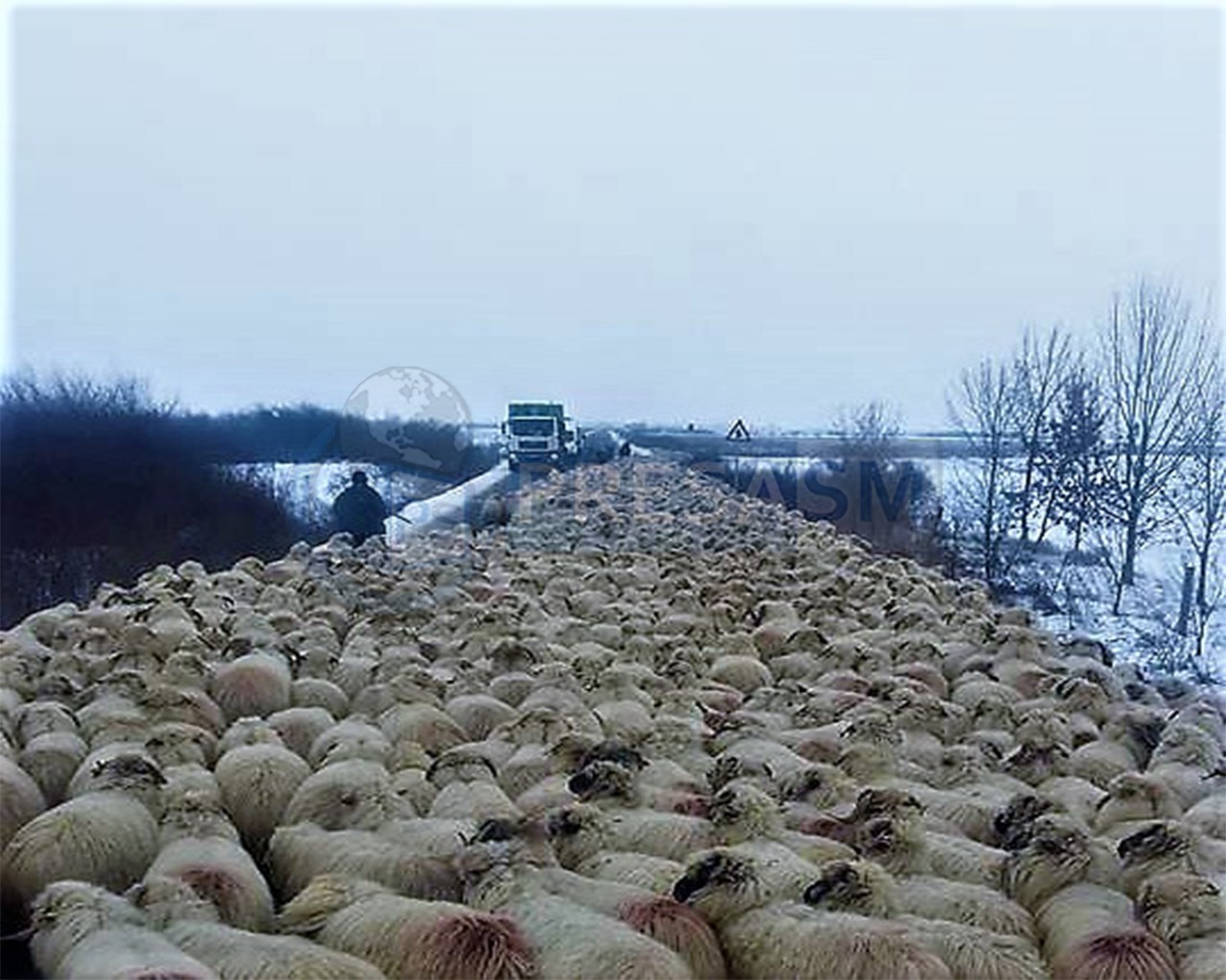 FOTO. Drum blocat, dar nu de ninsoare. Transhumanță pe șoselele sătmărene