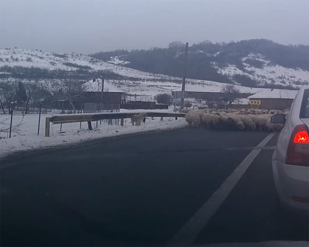 Viral. Imagini inedite pe un drumul Sălaj-Cluj. Oile lingeau sarea de pe asfalt