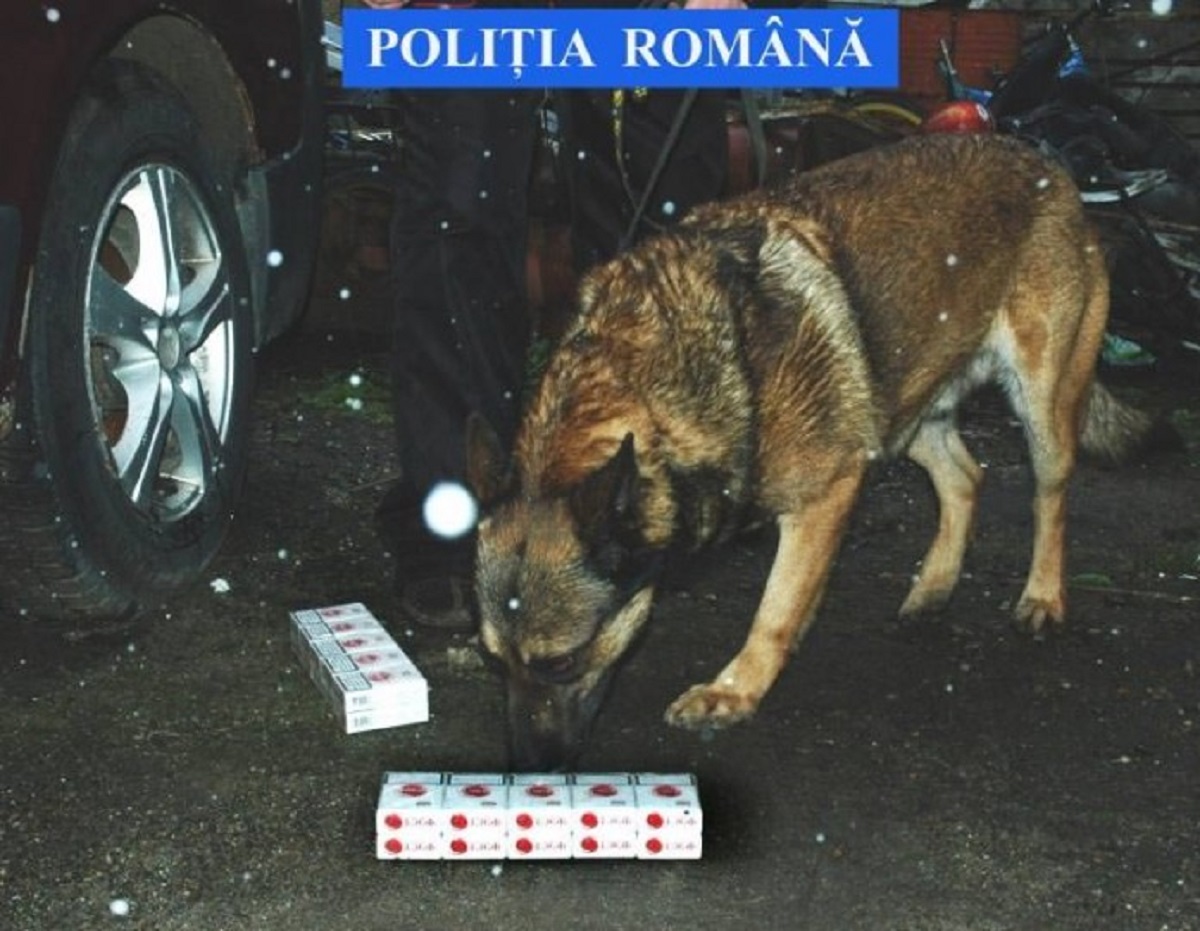 Polițiștii caută țigări cu câinele de urmă în piețele din Satu Mare
