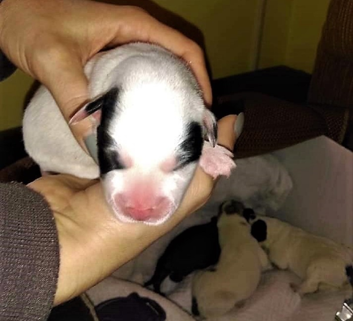 FOTO. I-a pus în pungă și i-a aruncat la gunoi. Totul s-a întâmplat în Micro 16