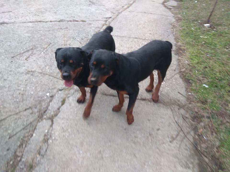 FOTO. Câini considerați periculoși, singuri la plimbare printr-un cartier din Satu Mare