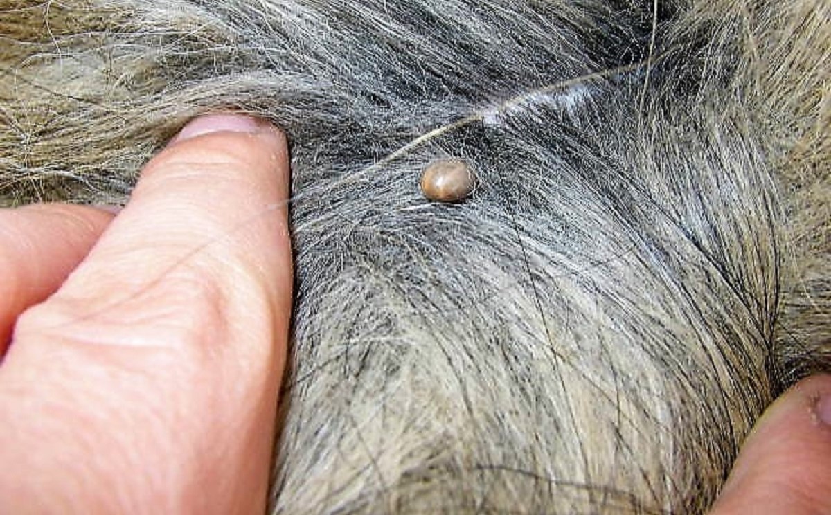 Atenție pe unde vă plimbați! Au reapărut căpușele în Satu Mare