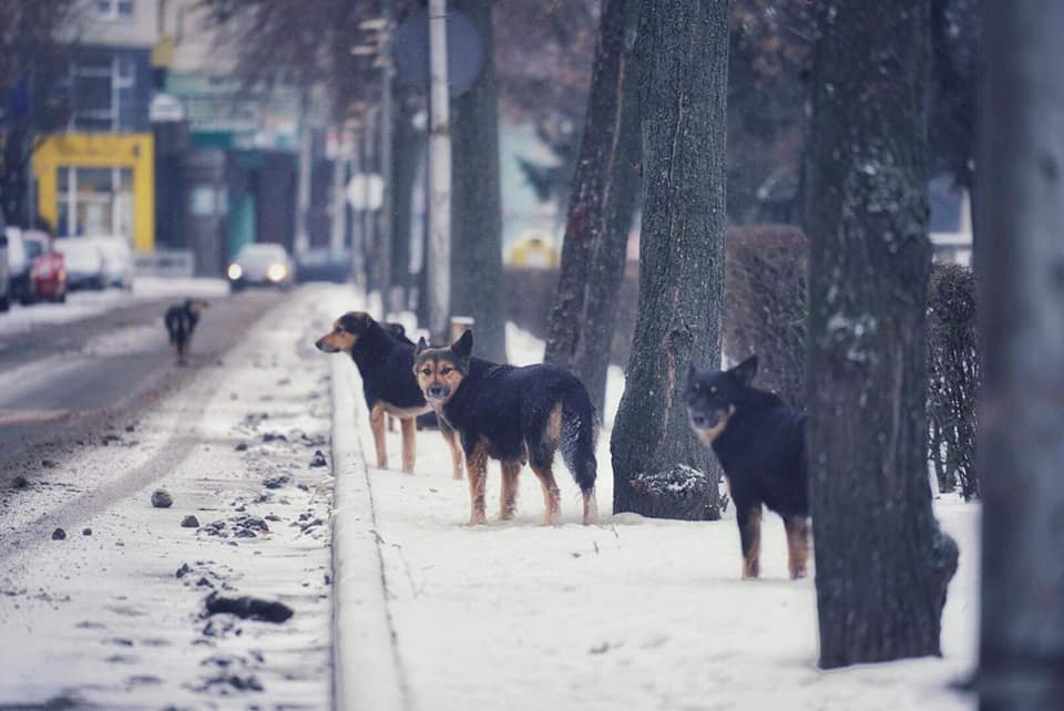 FOTO. Satu Mare căută hingheri. Primăria, pregătită să plătească bine