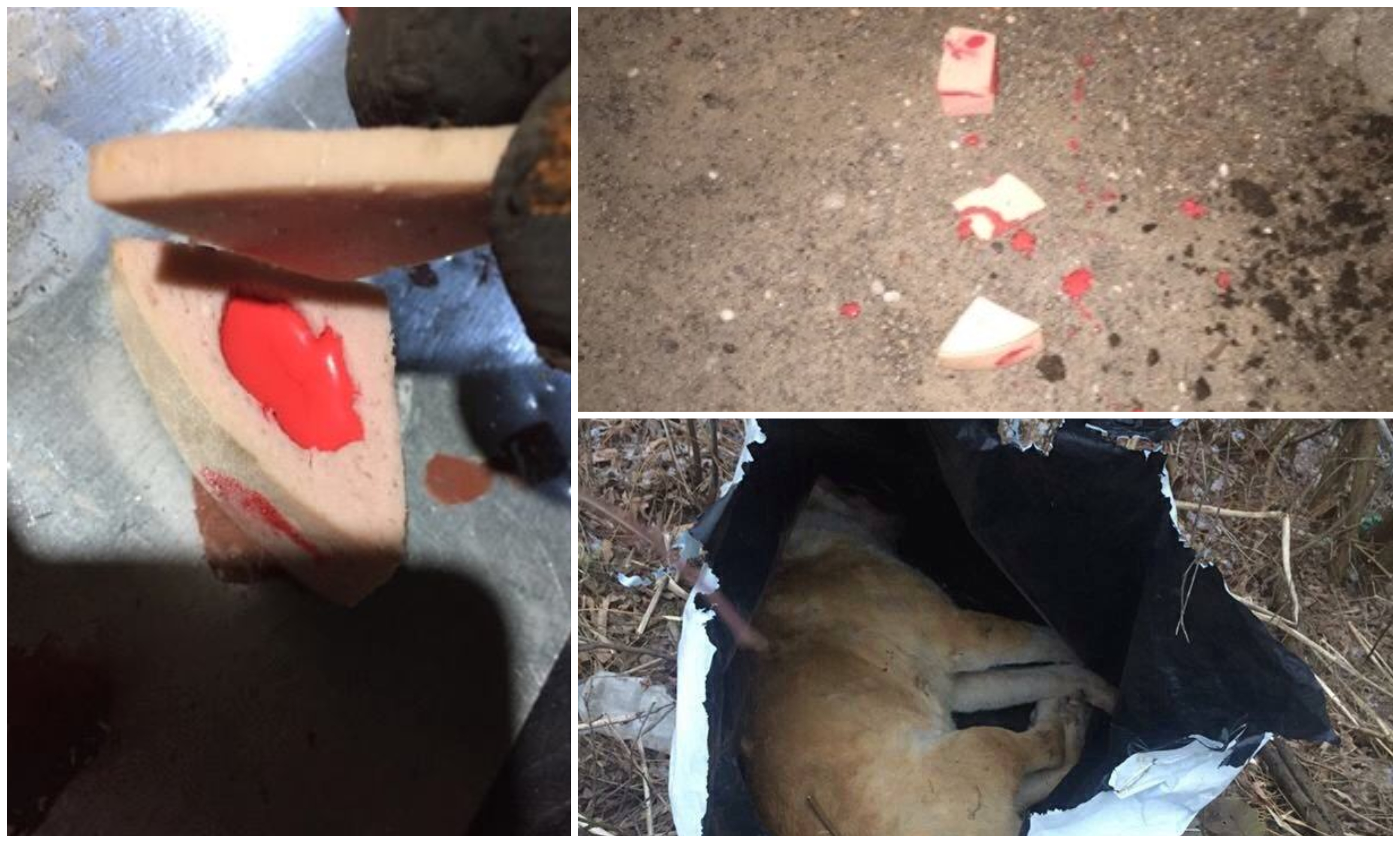 FOTO. Otrăvirea a zeci de animale la Carei ar fi o acțiune bine organizată. Anchetă a Poliției