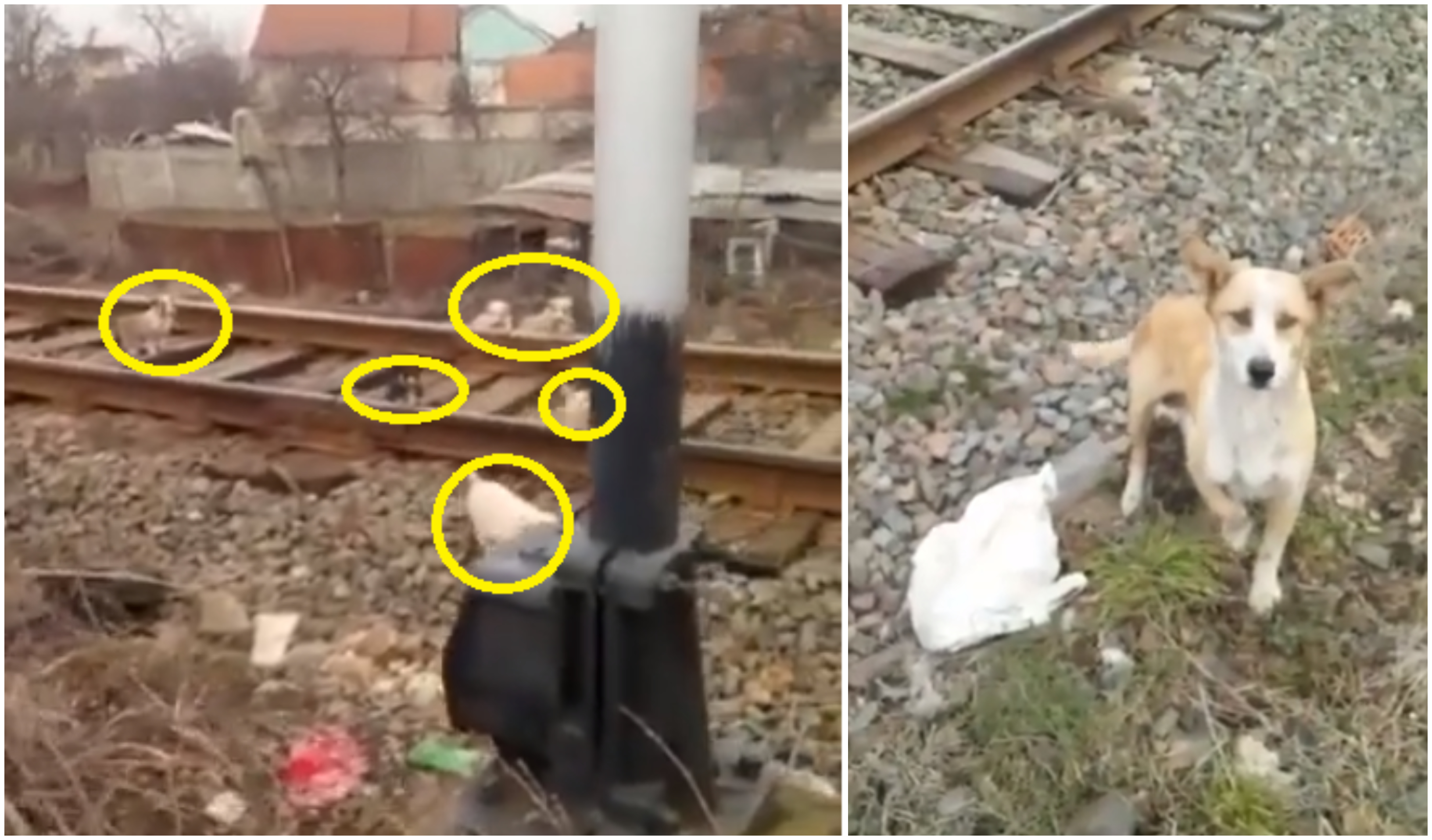 VIDEO. Puii de cățel se plimbă pe calea ferată. Se cere sprijinul sătmărenilor