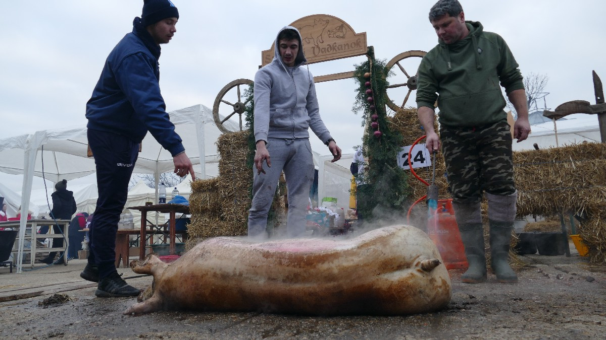 S-a trezit și DSVSA: ”Nu se interzice creșterea suinelor în gospodăria populației”