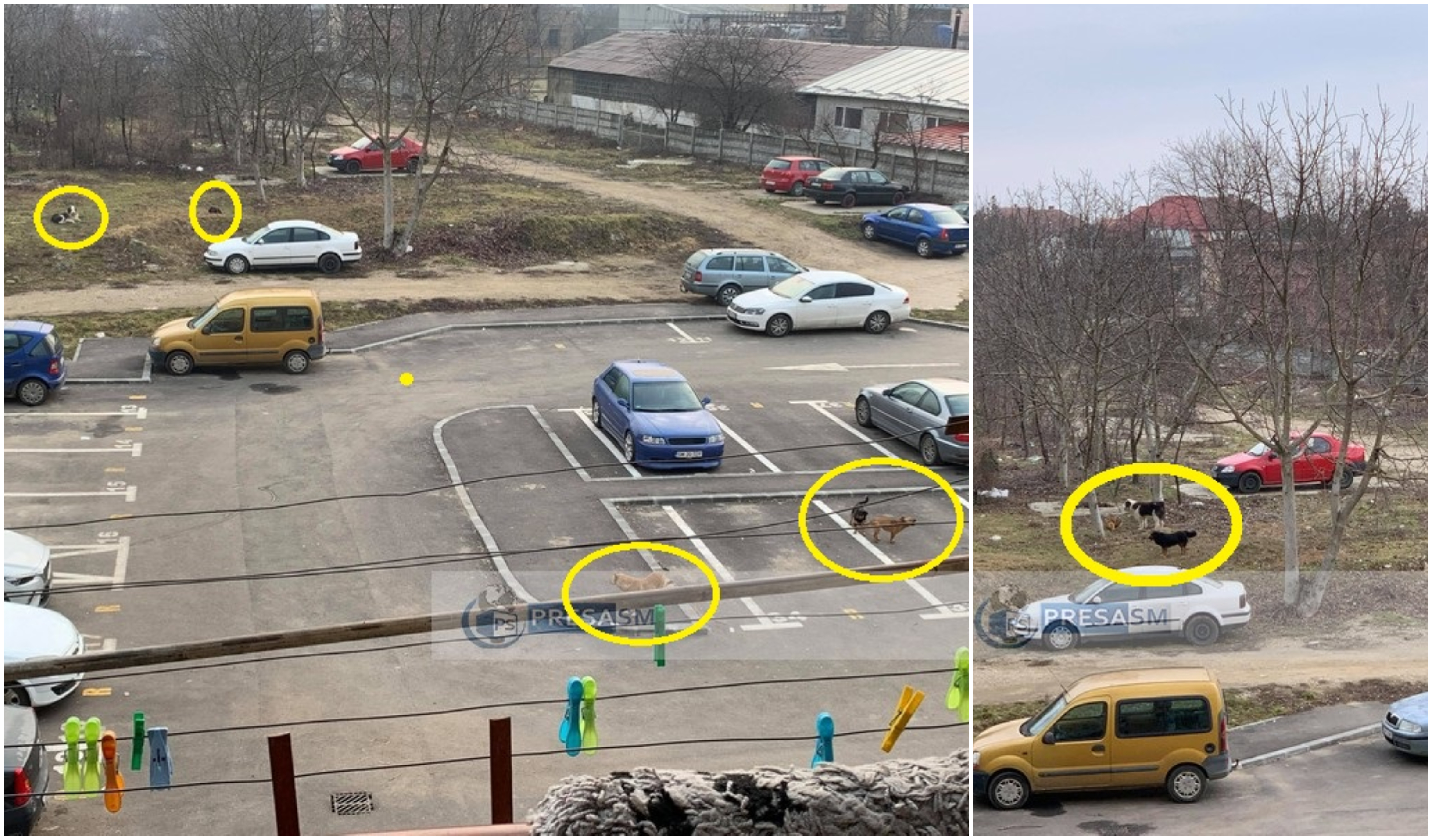 FOTOGALERIE. Haitele de câini pun stăpânire pe cartiere. Apelul disperat al unei mame