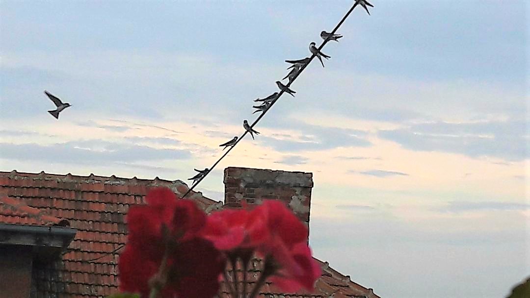 Vreme de primăvară în toată țara. Ce maxime sunt așteptate la Satu Mare. Când vine frigul