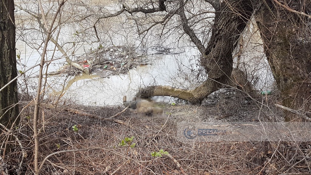 FOTO/VIDEO Descoperire macabră. Cadavru găsit în râul Someș. Intervenție la Podul Golescu