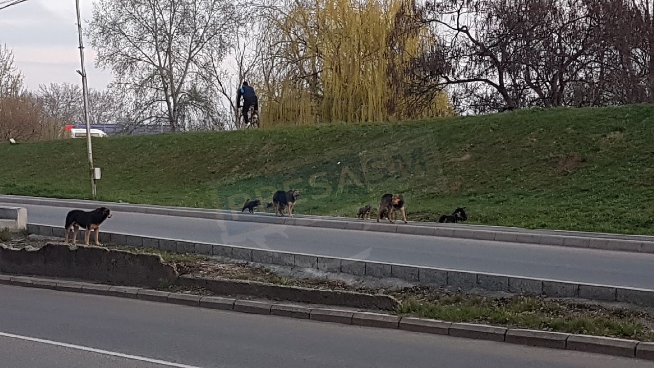 Noua firmă de ”ecarisaj” a ridicat zeci de câini de pe străzile municipiului Satu Mare