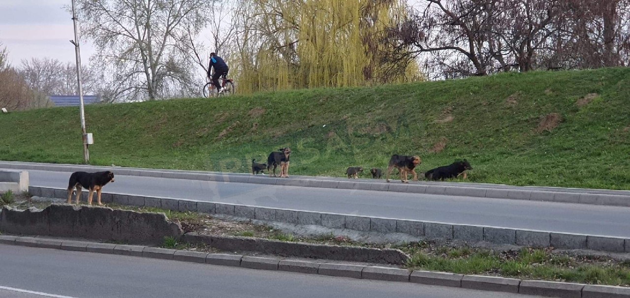 Primăria Satu Mare caută hingheri, de peste un an! Cinci rateuri, câinii pe străzi