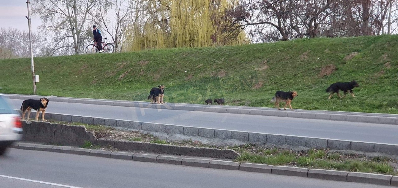 FOTO/VIDEO. O haită de câini a pus stăpânire pe centrul Sătmarului. Patrupedele riscă să fie lovite de mașini