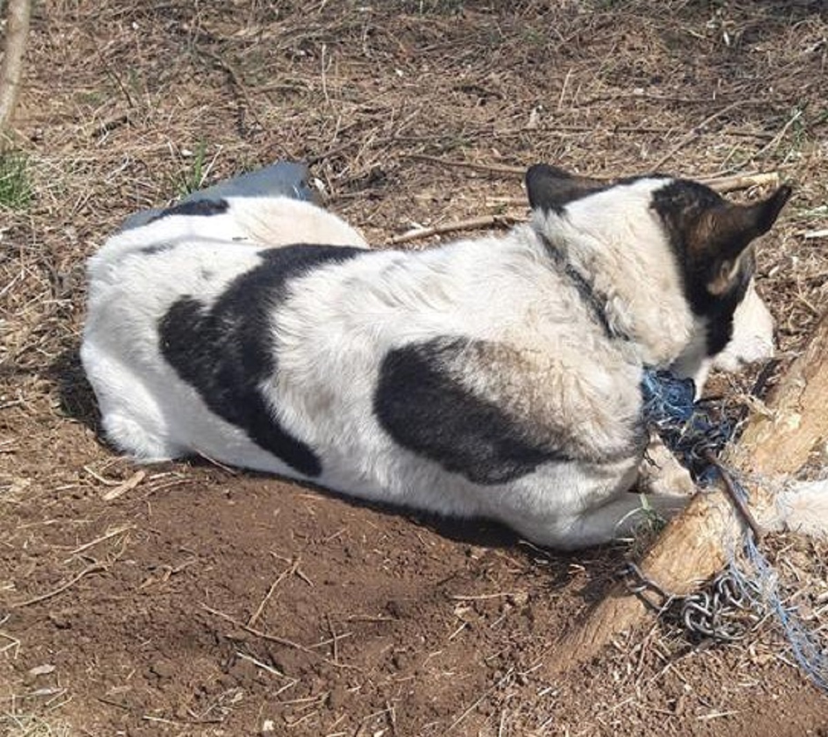 FOTO. Caz de cruzime împotriva animalelor la Carei. A lăsat câinele să moară de foame și de sete