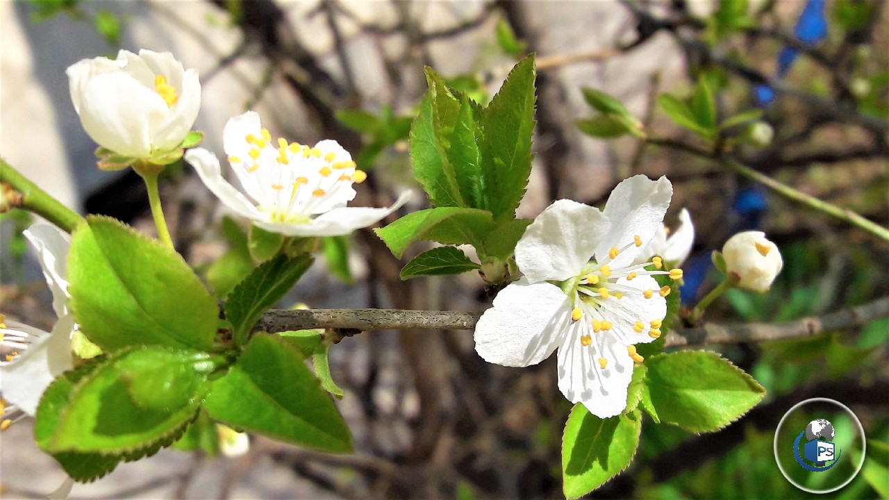 Când încep să crească temperaturile și cum va fi vremea de Paște