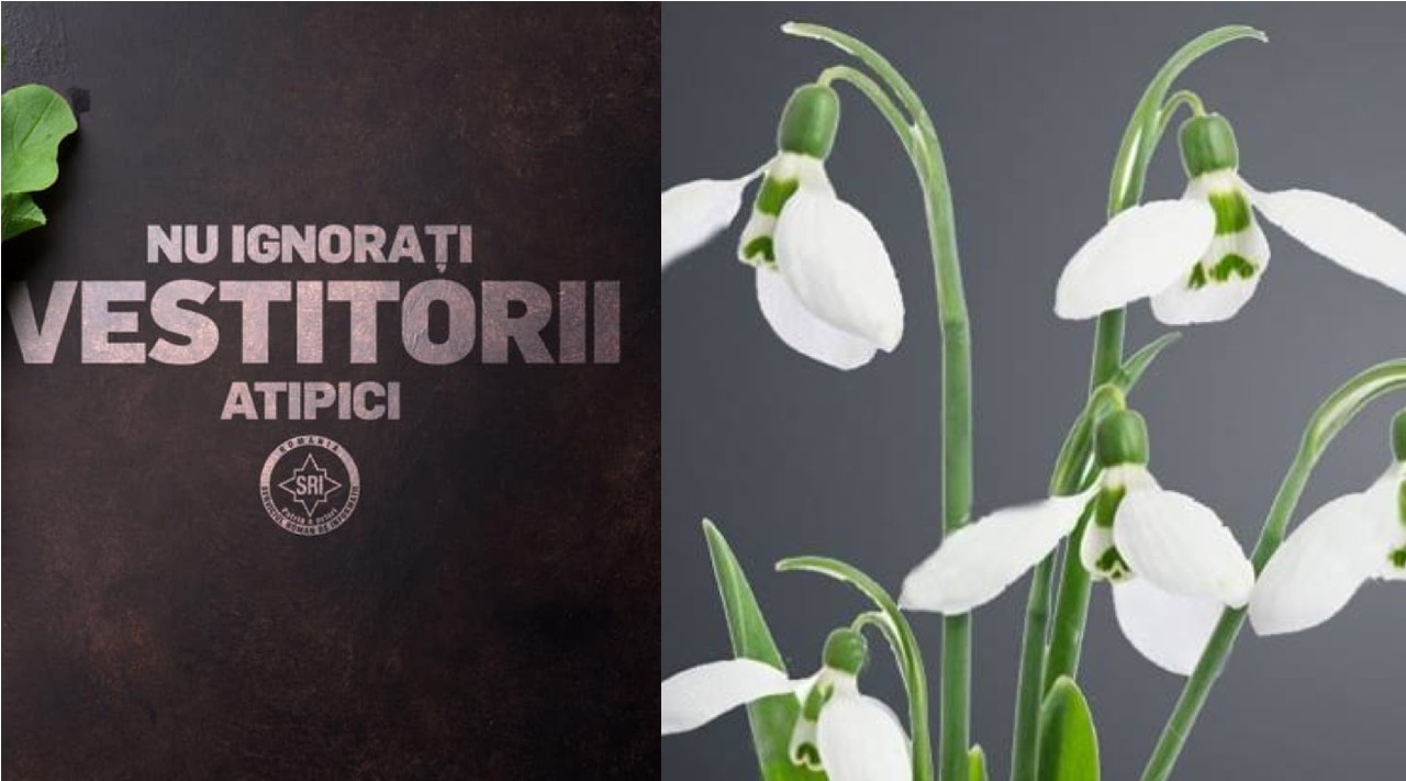 Războiul mărțișoarelor: SRI și MAI "se bat" în urările transmise pe Facebook