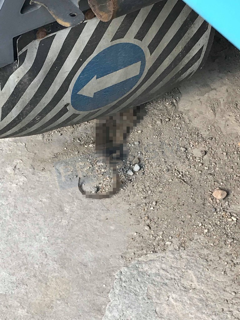 FOTO. Sătmărenii se plâng de numărul "parcă tot mai mare" de șobolani