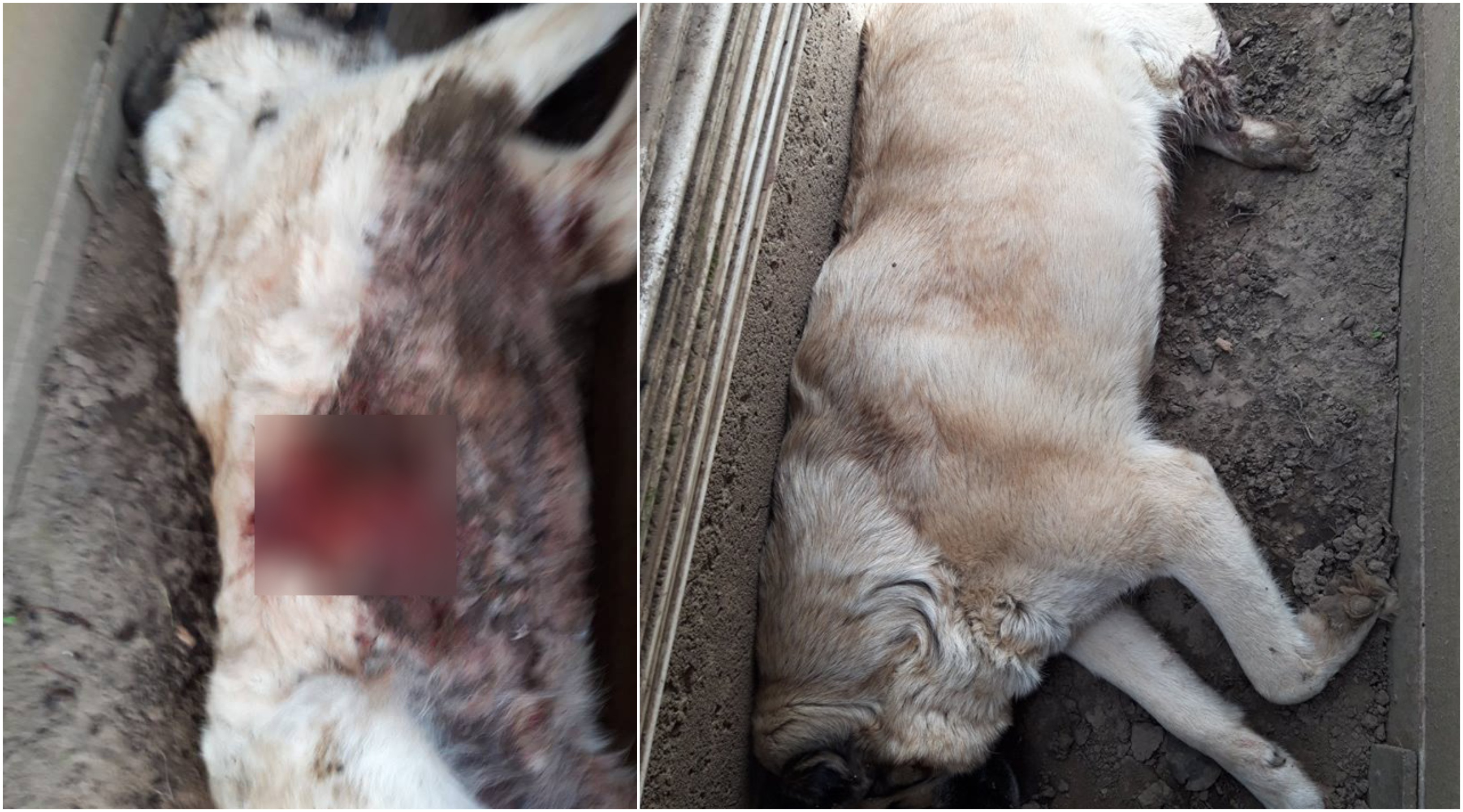 FOTO. Revoltător la Carei! Câine ucis cu arma, cu doi pensionari în casă!