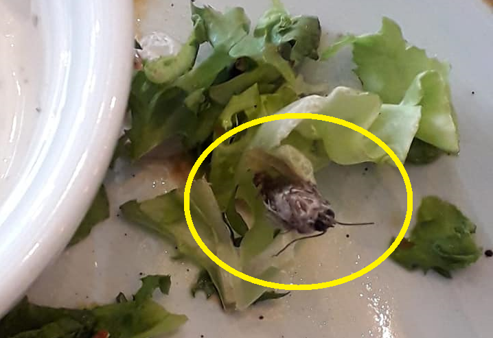 FOTO. Ingredientul secret la un restaurant din centrul Sătmarului: insectele!