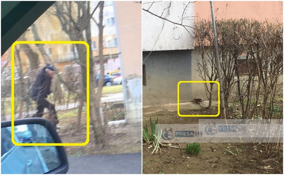 FOTO. Invazie de șobolani în cartiere. În Micro 17 sunt ”vânați” cu pietre, ca-n preistorie