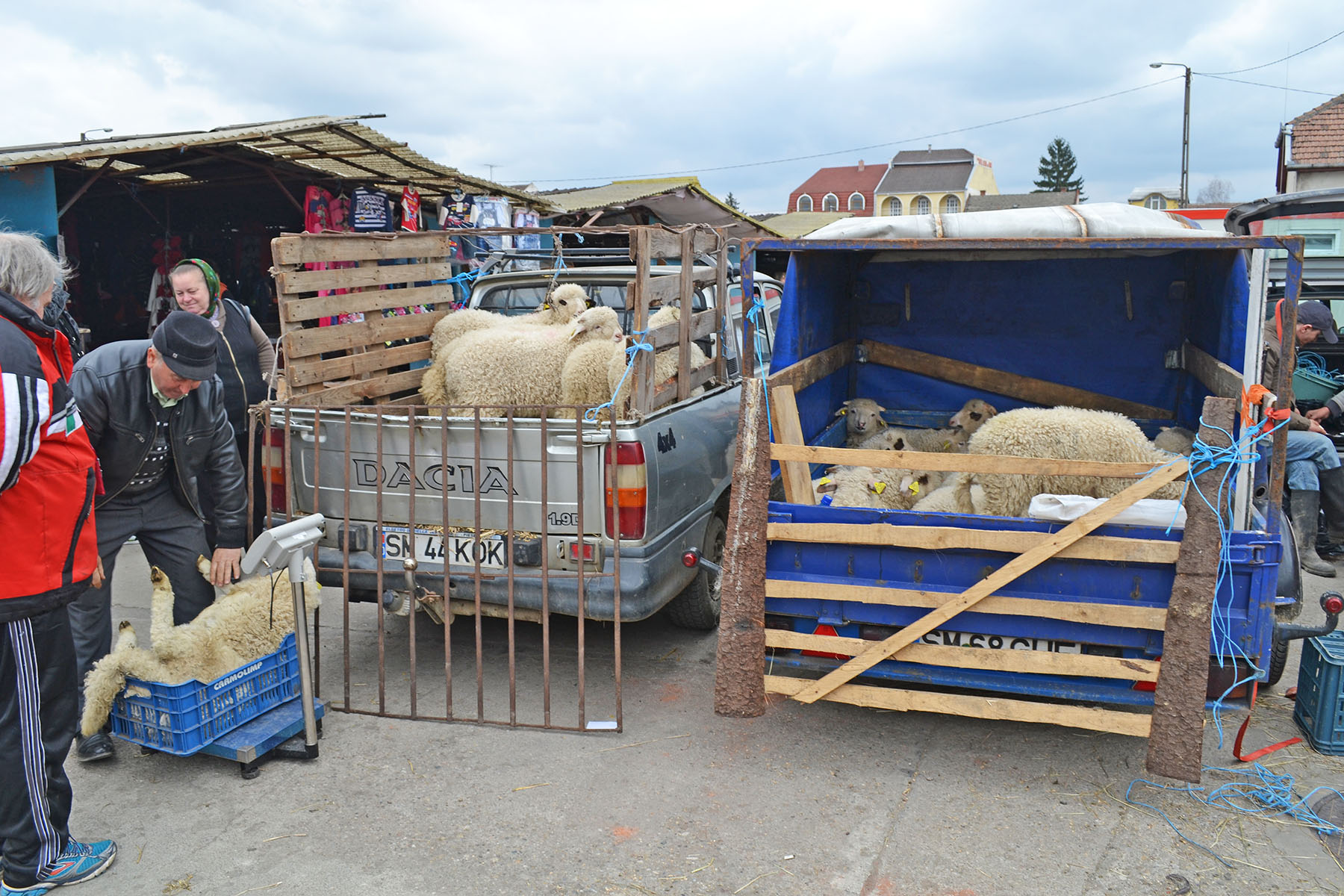 Când se deschide târgul de miei din Satu Mare. Cât ar putea costa kg de miel