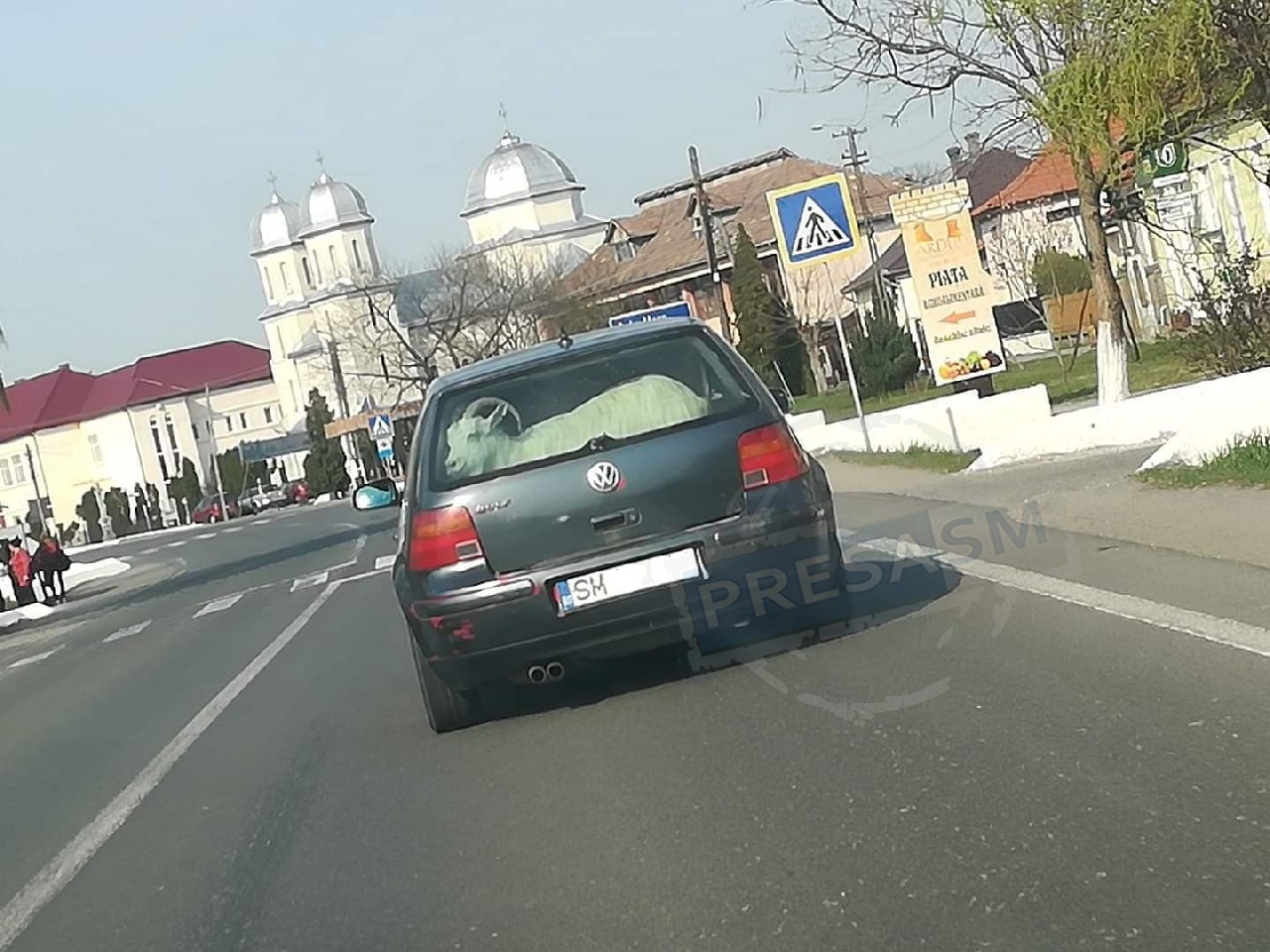 FOTO. Noul Vw ”Caprese”? Capră plimbată cu mașina prin județul Satu Mare