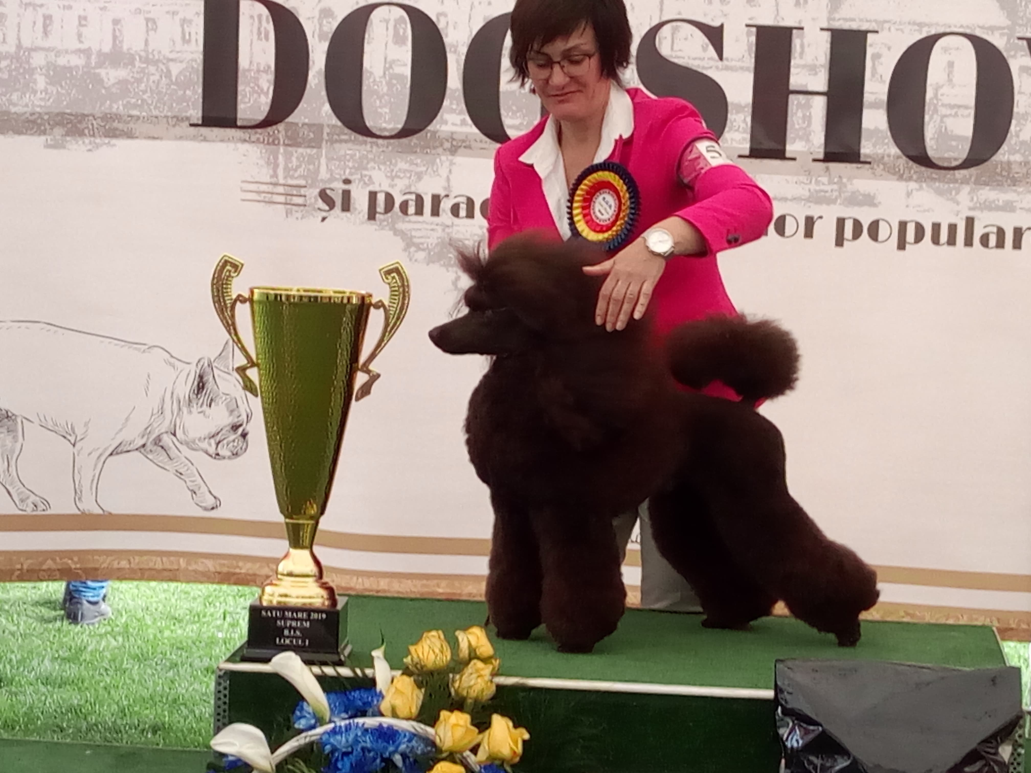 FOTOGALERIE. Un pudel este câștigătorul suprem la Dog Show Satu Mare 2019