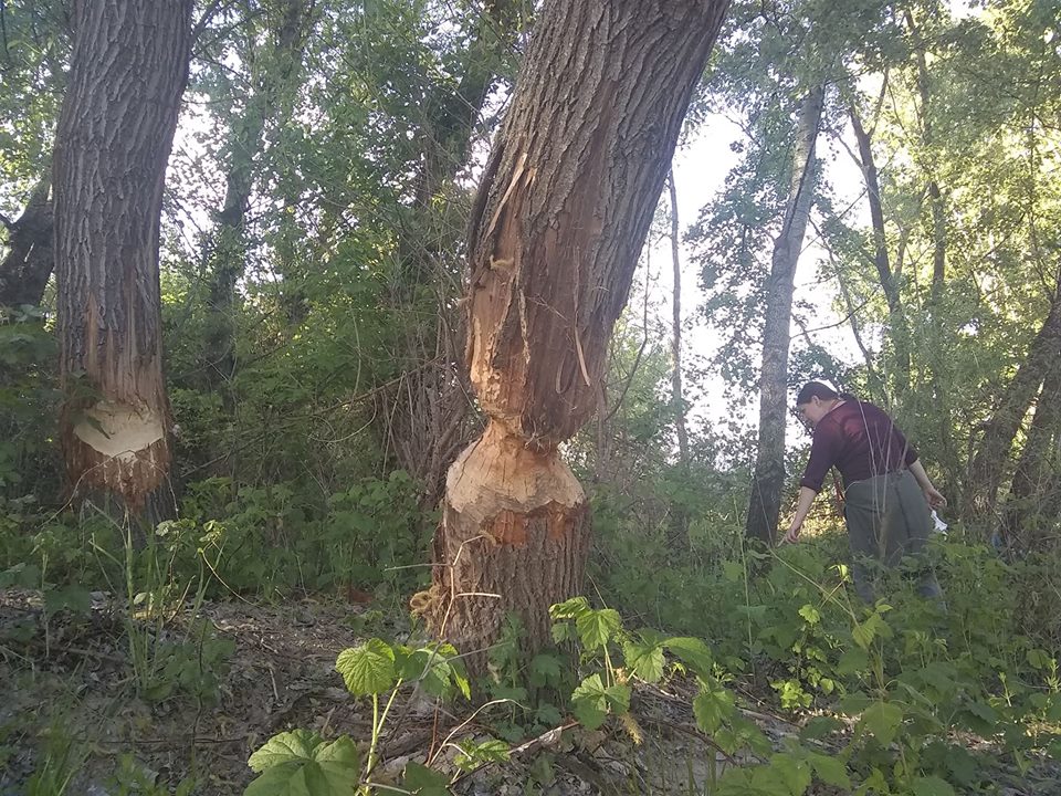 FOTO. Castori la Satu Mare? Trunchiuri de copaci de pe malul Someșului, "ronțăite"