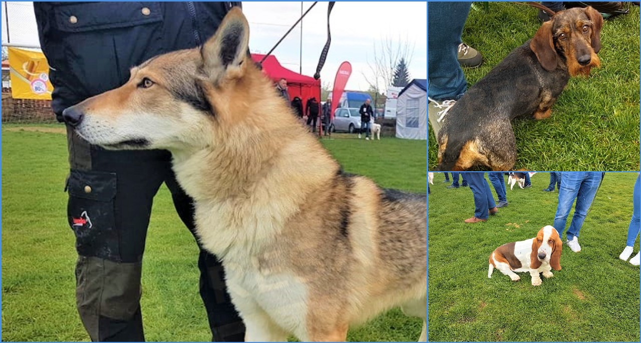 FOTO/VIDEO. Sute de câni de rasă, la expoziția de la Satu Mare. Lupii cehoslovaci au făcut senzație